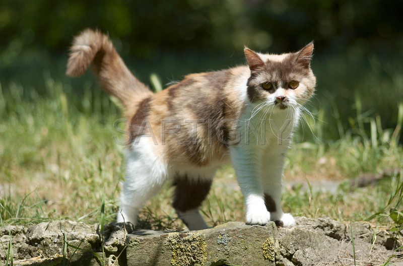 BRITISH SHORTHAIR 062.jpg